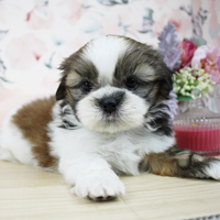 神奈川に近い東京町田のブリーダーKAKOで生まれた子犬シーズー