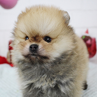 神奈川に近い東京町田のブリーダーKAKOで生まれた子犬ポメラニアン