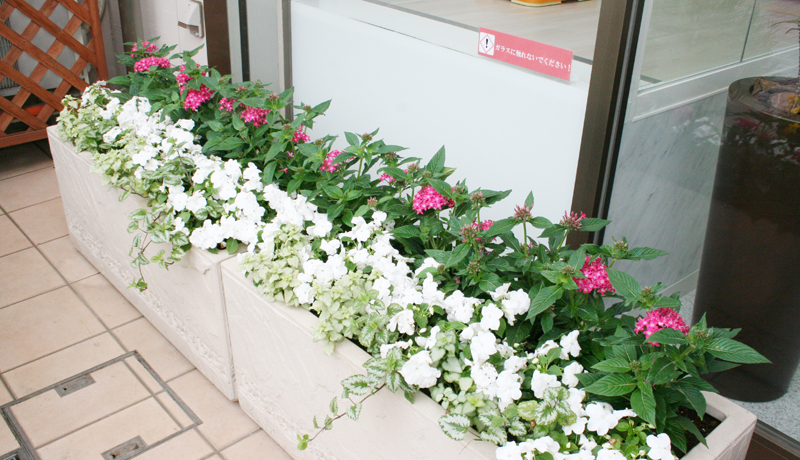 町田でトリミングできるペットショップカコの店頭花壇