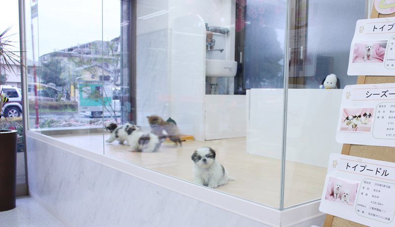 町田のブリーダーペットショップカコの店内子犬たち